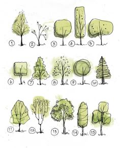 trees are shown in different stages of growth