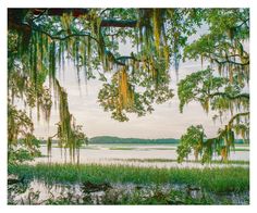 trees with spanish moss hanging over them near the water