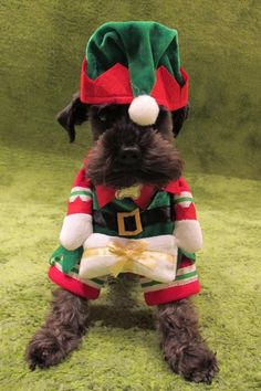 a black dog wearing a green and red christmas outfit