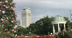 pink flowers are blooming in the foreground, with a white building in the background