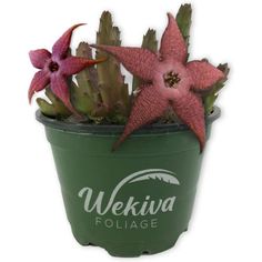 a pink starfish plant in a green pot with wekiva folige logo