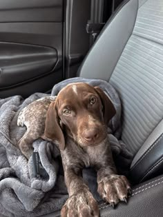 a brown dog laying on top of a blanket in the back seat of a car