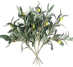 an olive tree with green leaves and yellow fruits