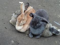 two bunnies are laying on top of each other in the middle of an image