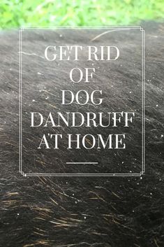 the words get rid of dog dandruff at home