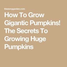 the words how to grow organic pumpkins, the secrets to growing huge pumpkins