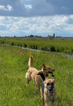 two dogs are running in the grass near a river