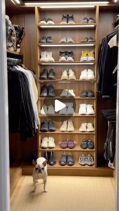 a small dog standing in front of a closet full of shoes and clothes on shelves