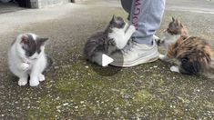 three kittens are playing with each other on the ground in front of someone's feet