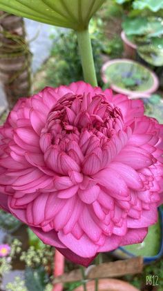 a large pink flower with green leaves in the background