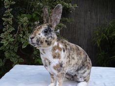 a brown and white rabbit sitting on top of a table