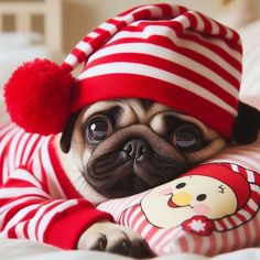 a small pug dog wearing a red and white striped outfit laying on top of a bed