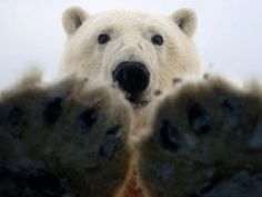 a polar bear is looking at the camera with his paws on it's chest