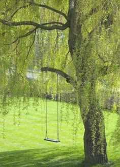 a tree with a swing hanging from it's branches next to a grassy field