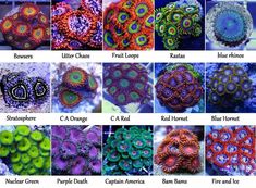 many different types of sea anemones are shown in this image with the names below