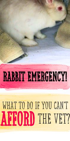 a white cat laying on top of a bed next to a stuffed animal and text reading rabbit emergency what to do if you can't afford the vet?