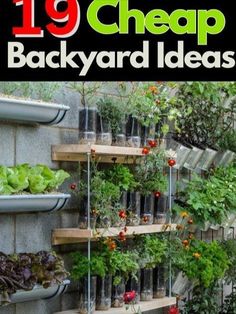 an image of a garden with plants growing on it and the title 19 cheap backyard ideas