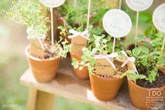 small potted plants with name tags in them on a wooden table outside for guests to sign