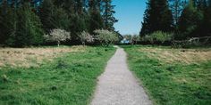 a path in the middle of a grassy field with trees on both sides and blue sky above