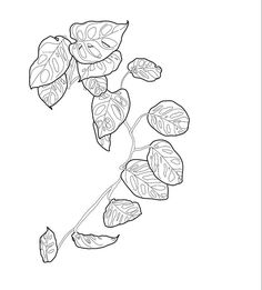 a black and white drawing of leaves on a branch