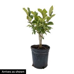 a potted plant with green leaves in it