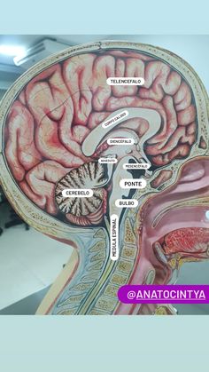 an image of the inside of a human's head with labels on its side