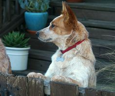 a dog sitting on the side of a wooden fence next to a potted plant