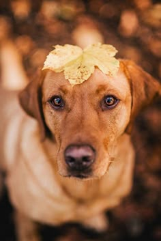 a brown dog with a yellow leaf on its head is looking up at the camera