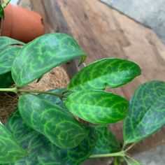 Small, thick, leathery green leaves with light green design - "Tiger" Lipstick Plant A Tiger, Botany