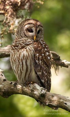 an owl sitting on top of a tree branch