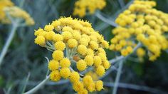 some yellow flowers that are growing in the grass