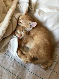 an orange cat sleeping on top of a bed