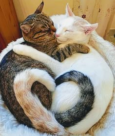 two cats cuddle together in a large ball on a white fur covered flooring