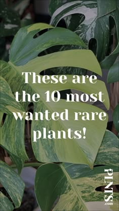 some green plants with the words these are the 10 most wanted rare plants on it