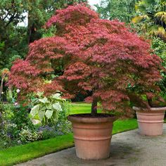 two large potted trees sitting on top of a sidewalk