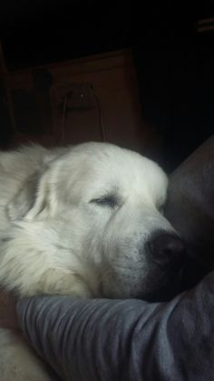 a large white dog laying on top of a couch