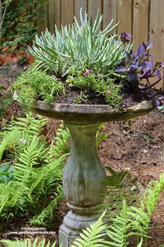 a bird bath with plants growing in it