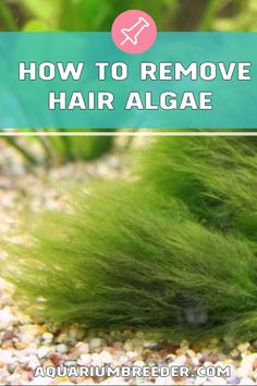 an aquarium filled with green algae and text overlay reads how to remove hair algae