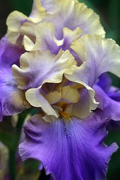 purple and yellow flowers with green leaves in the background