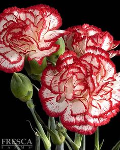 three red and white carnations in a vase on a black background with the words fresca