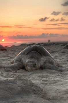 a large turtle laying on top of a sandy beach next to the ocean at sunset