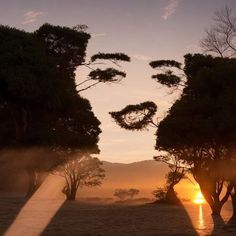 the sun is setting behind some trees with faces drawn on them in the foggy sky