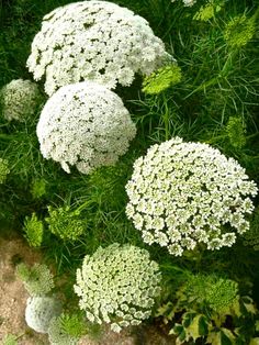 some white flowers and green leaves in the grass