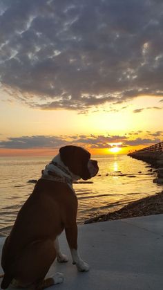 a dog is sitting on the beach watching the sun go down over the water with clouds in the sky