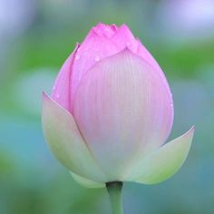 a pink flower with green leaves in the background