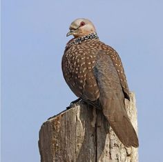 a bird sitting on top of a wooden post