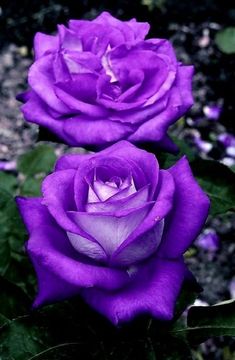 two purple roses sitting next to each other