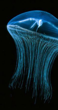 a blue jellyfish floating in the dark water