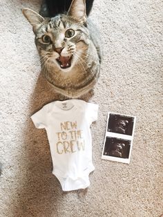 a cat laying on the floor next to a baby's bodysuit