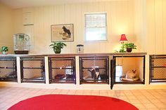 three dogs in their kennels sitting on the floor next to a red rug